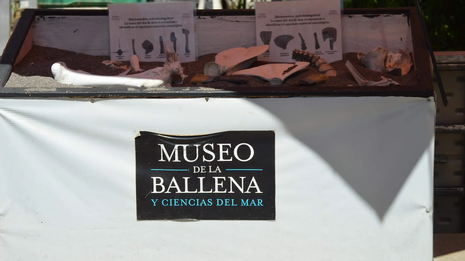 que se puede hacer en el museo de la ballena